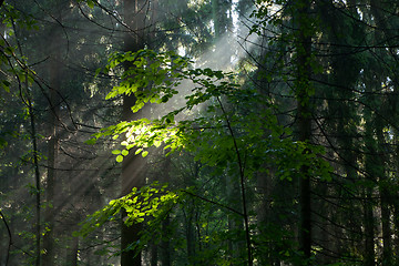 Image showing Sunny morning in the forest