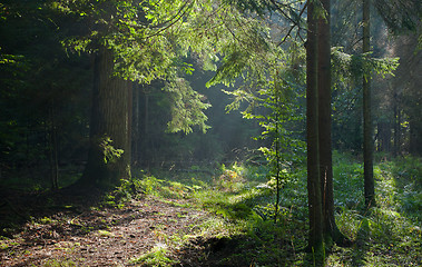 Image showing Path crossing old forest illuminated