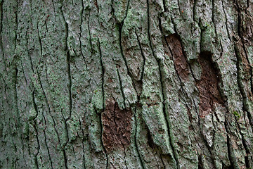 Image showing Old oak tree bark texture closeup