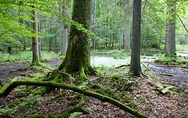 Image showing Summer forest landscape with broken trees