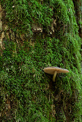 Image showing Fungi against mossy background