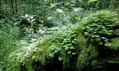 Image showing Party declined stump moss wrapped with wood sorrel