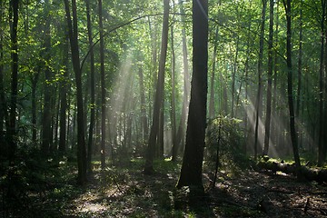 Image showing Sunbeam entering hornbeam deciduous forest