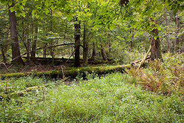 Image showing Late summer deciduous stand with broken tree