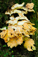 Image showing Sulphur Shelf fungi