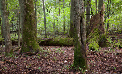 Image showing Late summer forest landscape with old trees