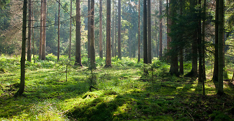 Image showing Early autumn morning in the forest