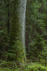 Image showing Single old oak tree moss wrapped