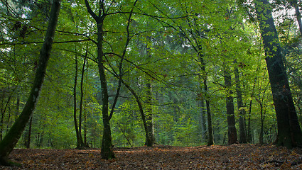 Image showing Shady deciduous mainly hornbeam stand