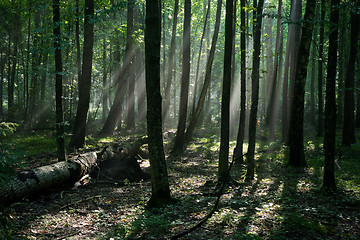 Image showing Sunbeam entering hornbeam deciduous forest