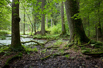 Image showing Summer forest landscape with old trees and water