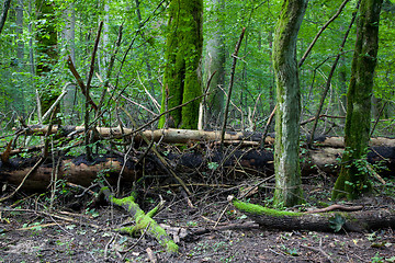 Image showing Old broken spruce trees lying