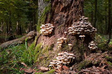 Image showing Old tree trunk moss wrapped with lot of fungi