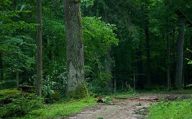 Image showing Deciduous stand of Bialowieza Forest and ground road