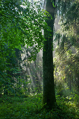 Image showing Misty late summer coniferous stand of Bialowieza Forest