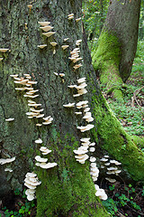 Image showing Spruce trunk with lots of white fungi