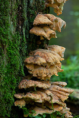 Image showing Sulphur Shelf fungi