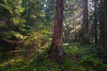 Image showing Autumnal morning with sunbeams entering forest