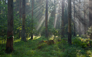 Image showing Autumnal morning with sunbeams entering forest