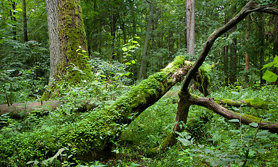 Image showing Deciduous stand of Bialowieza Forest with dead trees