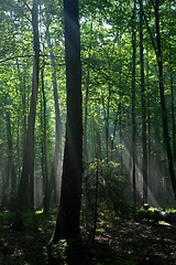 Image showing Sunbeam entering hornbeam deciduous forest