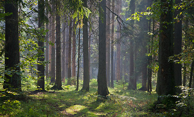 Image showing Early autumn morning in the forest