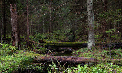 Image showing Autumnal view of coniferous stand with little stream