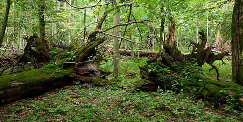 Image showing Two broken old oak trees lying moss wrapped