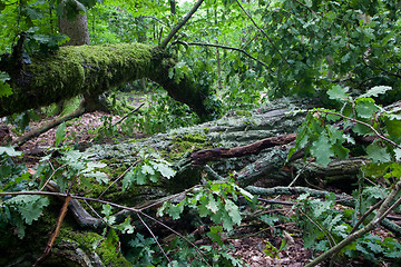 Image showing Old oak tree broken