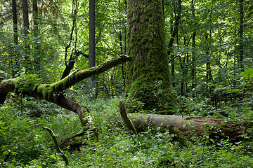 Image showing Summertime deciduous stand of Bialowieza Forest with dead trees