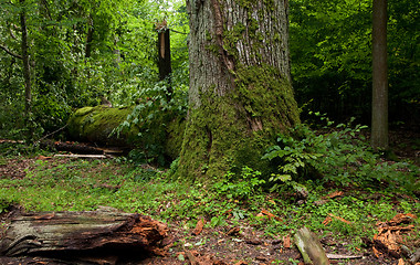 Image showing Old moss wrapped oak tree