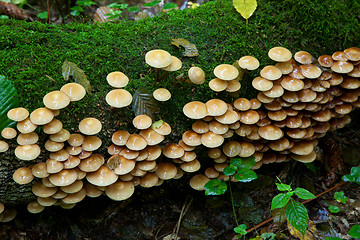 Image showing Autumnal bunch of fungus