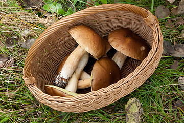 Image showing Top view of basket with some edible mushrooms