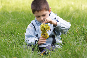 Image showing Little boy looking at bunch of grapes