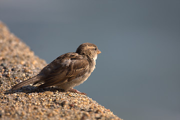 Image showing sparrow three-quarter back