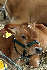 Image showing Calf