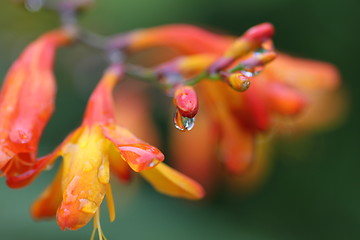 Image showing Orange flower with drops