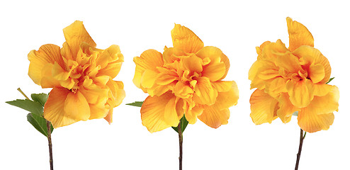 Image showing Yellow hibiscus flowers