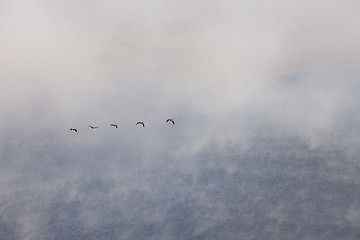 Image showing geese flying in fog