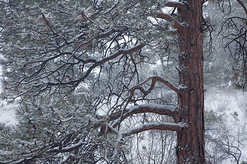 Image showing pine tree in falling snow