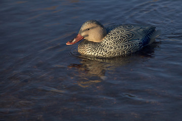 Image showing duck decoy for waterfowl hunting