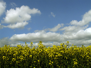 Image showing Rapeseed Crop