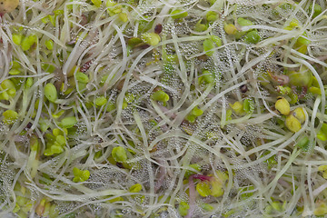 Image showing broccoli, clover and radish sprouts