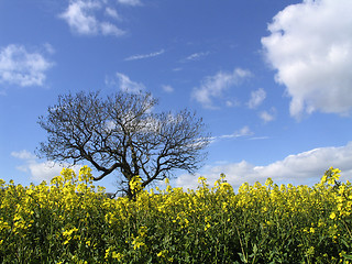 Image showing Rapeseed and Tree