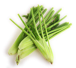 Image showing Fennel fresh from the garden