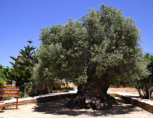 Image showing Oldest olive tree