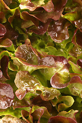 Image showing Lollo rosso lettuce