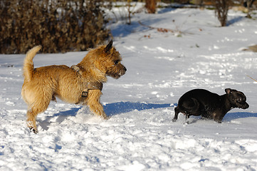 Image showing Two dogs in the snow