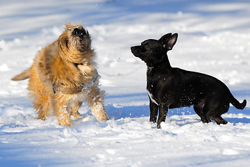 Image showing Two dogs in snow