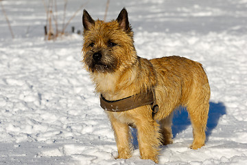 Image showing Dog in snow